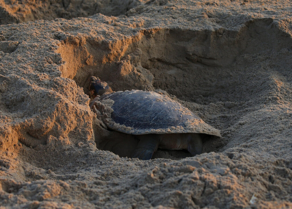 nimble_asset_67Edmar-BarrosMarcos-Colon