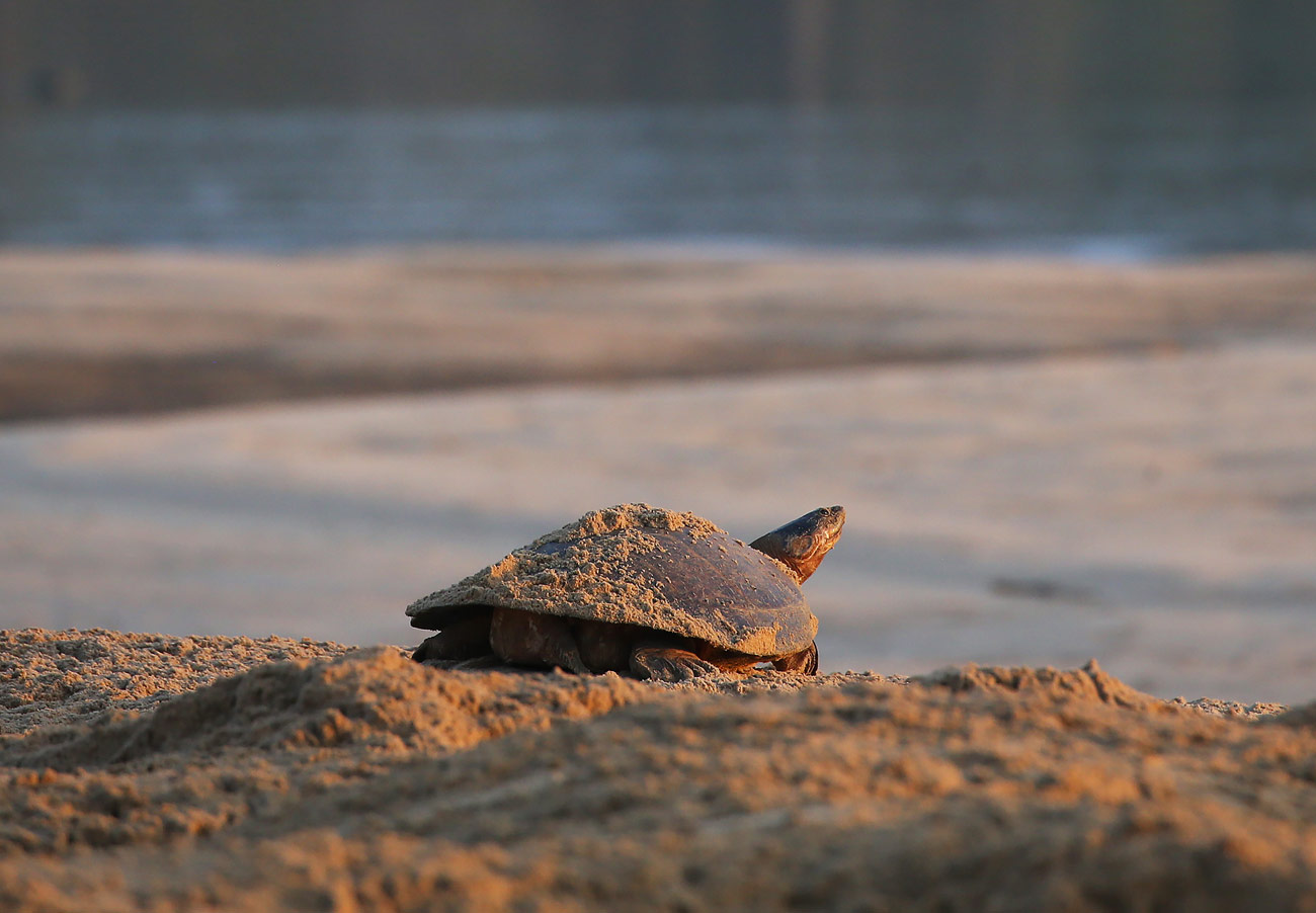 nimble_asset_68Edmar-BarrosMarcos-Colon-copy