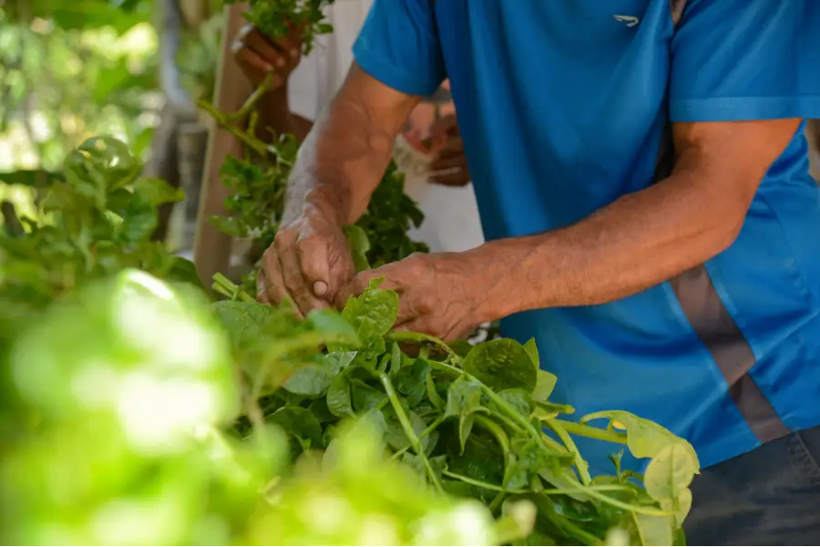A verdadeira engenharia climática está nas mãos de quem cultiva a terra, garantindo a regeneração do solo, a soberania alimentar e a defesa efetiva do bioma amazônico. Foto: Tomaz Silva/Agência Brasil.
