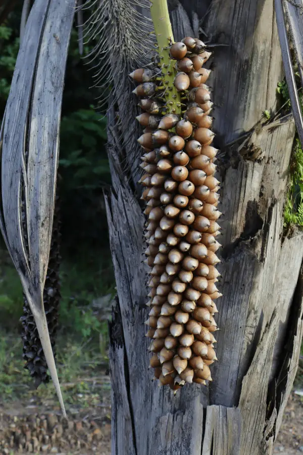 Cachos de coco babaçu, a "Mãe Palmeira". O fruto é a principal fonte de renda e sustento das quebradeiras, estando no centro da disputa territorial contra o agronegócio. Foto: Joseph Bruno.