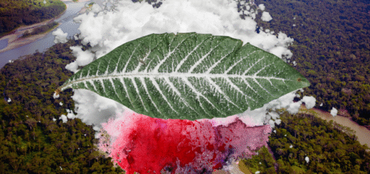 O narcotráfico e as políticas de drogas repressivas estão destruindo os territórios e o clima na Amazônia. A região sangra sob o impacto do crime organizado e da ineficácia do Estado. Imagem: Fabrício Vinhas/Amazônia Latitude.