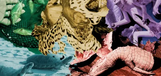 Mais de 46 milhões de vidas interrompidas. A rota brutal do tráfico de fauna na Amazônia, o quarto maior crime do planeta. Arte: Fabrício Vinhas/Amazônia Latitude.