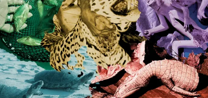 Mais de 46 milhões de vidas interrompidas. A rota brutal do tráfico de fauna na Amazônia, o quarto maior crime do planeta. Arte: Fabrício Vinhas/Amazônia Latitude.