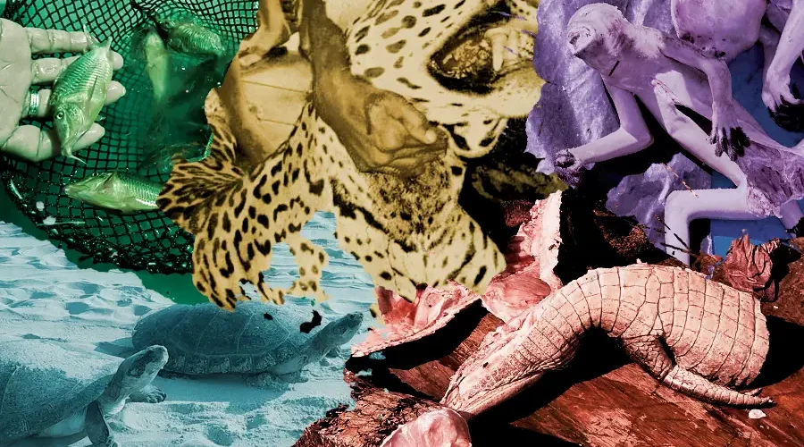 Mais de 46 milhões de vidas interrompidas. A rota brutal do tráfico de fauna na Amazônia, o quarto maior crime do planeta. Arte: Fabrício Vinhas/Amazônia Latitude.