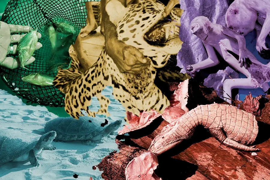 Mais de 46 milhões de vidas interrompidas. A rota brutal do tráfico de fauna na Amazônia, o quarto maior crime do planeta. Arte: Fabrício Vinhas/Amazônia Latitude.