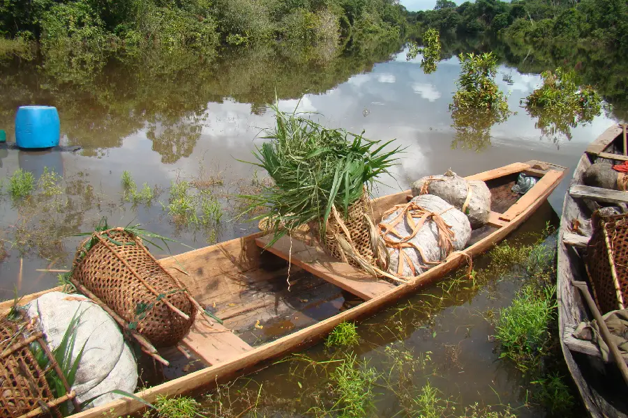 Canoa carregada e atracada, pronta para a viagem de volta. Os sacos de 60 kg com as castanhas são transportados pelo rio, seguindo o curso d'água até o local de lavagem e secagem. Foto: Flávio Barros.