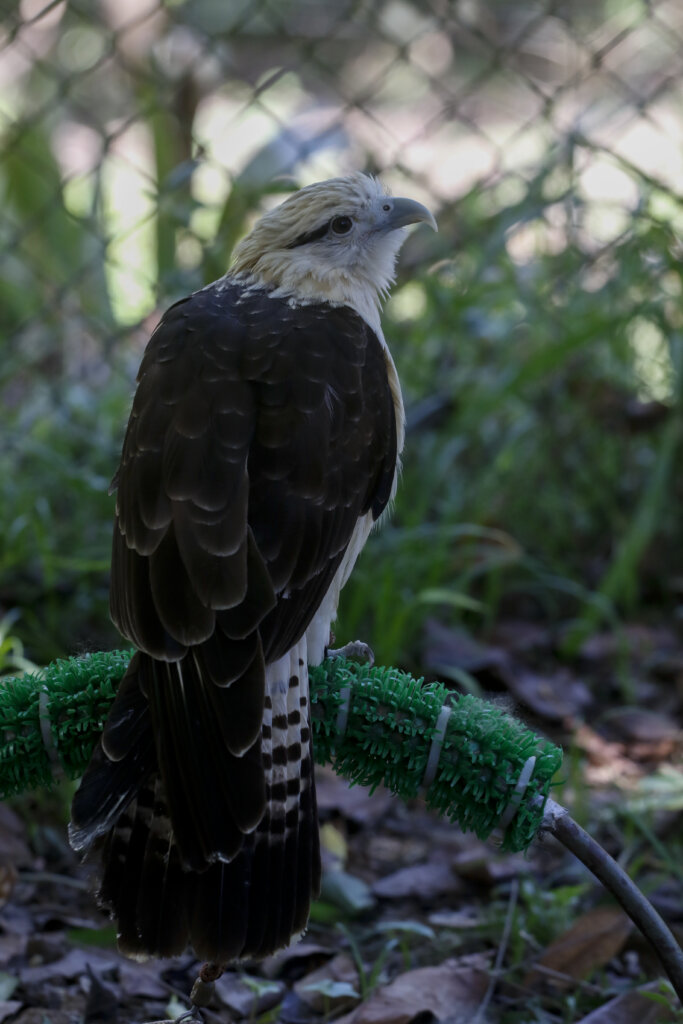 2025.06.10 - PA - Belém - Brasil: Tráfico de Aves na Amazônia - Cetras / UFRA - Centro de Triagem e Reabilitação de Animais Selvagens