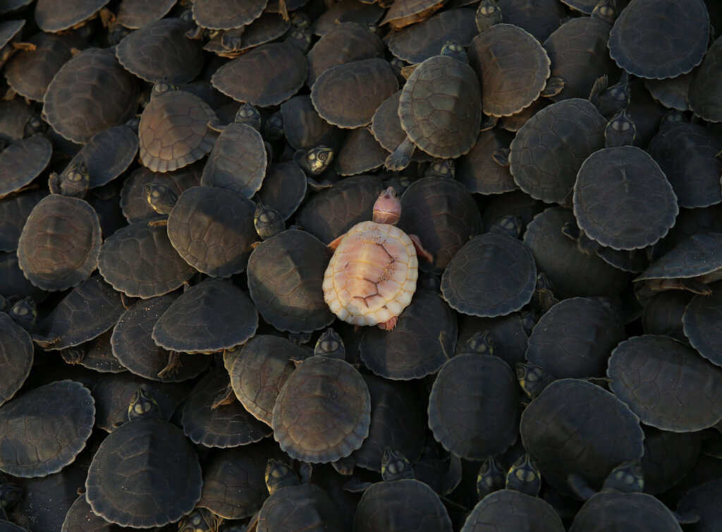 Uma filhote albina, de tartaruga-da-amazônia, recém-nascida, é vista junto à outros filhotes, na Reserva Biológica do Abufari, em Tapauá (AM), 17 de novembro de 2025. Foto: Edmar Barros/Amazônia Latitude.