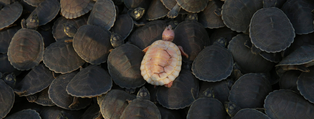 Uma filhote albina, de tartaruga-da-amazônia, recém-nascida, é vista junto à outros filhotes, na Reserva Biológica do Abufari, em Tapauá (AM), 17 de novembro de 2025. Foto: Edmar Barros/Amazônia Latitude.