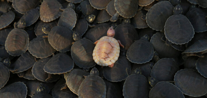 Uma filhote albina, de tartaruga-da-amazônia, recém-nascida, é vista junto à outros filhotes, na Reserva Biológica do Abufari, em Tapauá (AM), 17 de novembro de 2025. Foto: Edmar Barros/Amazônia Latitude.