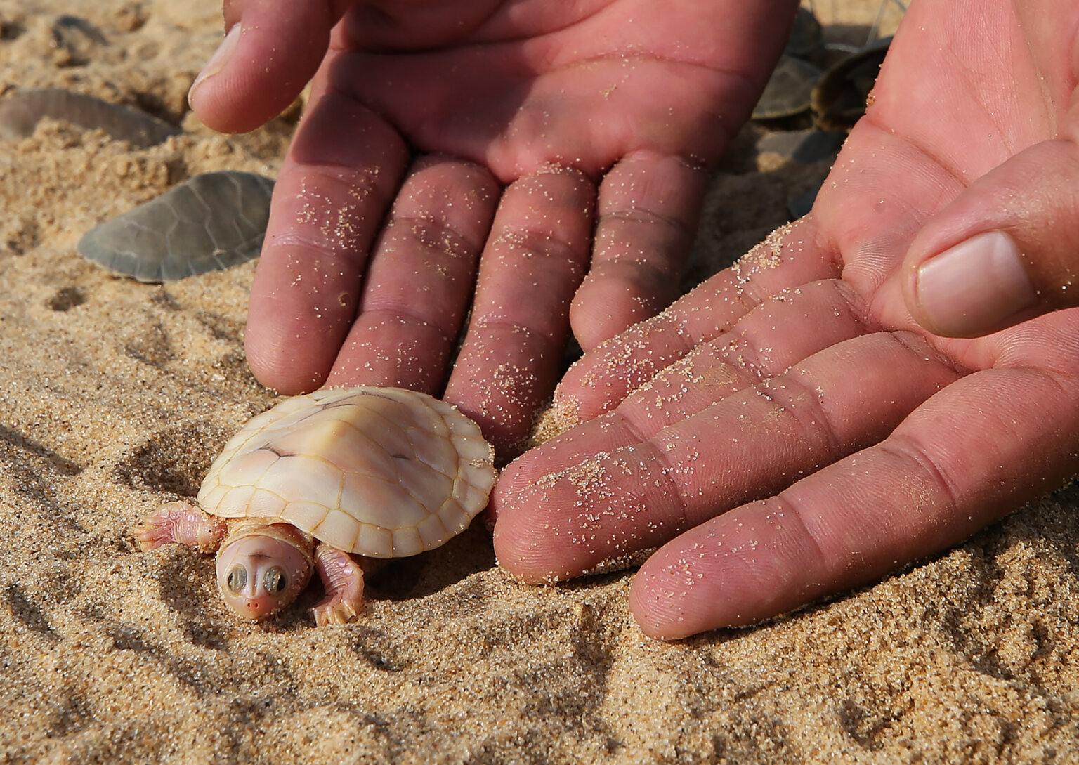 Um agente ambiental do ICMBio, segura um filhote albina de tartaruga-da-amazônia, na Reserva Biológica do Abufari, em Tapauá (AM), 17 de novembro de 2025.