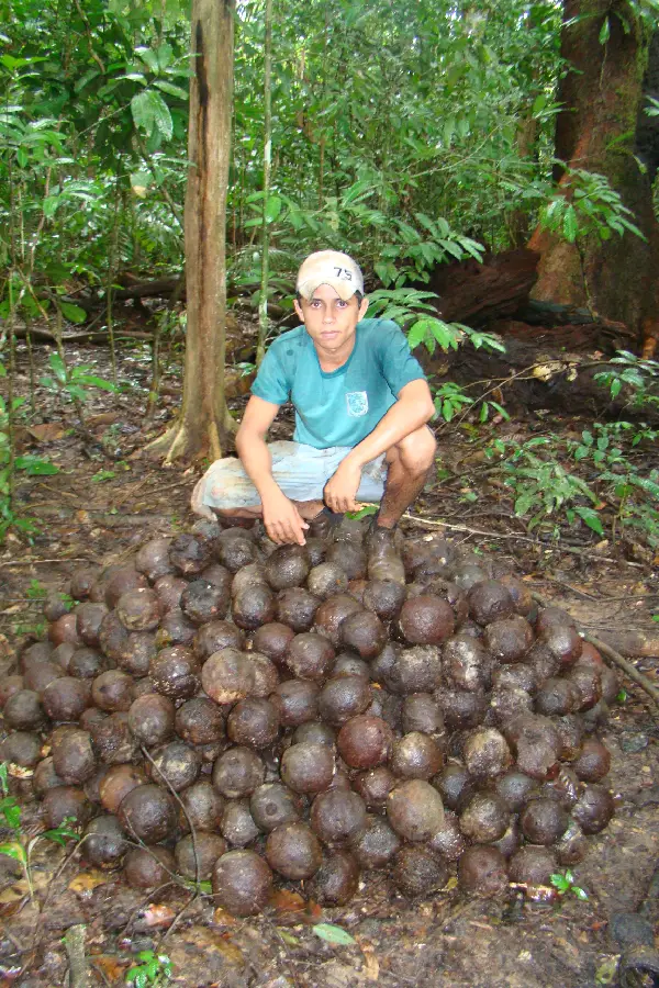 Extrativista ao lado da pilha de ouriços, representando o volume de produção de uma safra. Cada ouriço contém em média 16 castanhas. Foto: Flávio Barros.