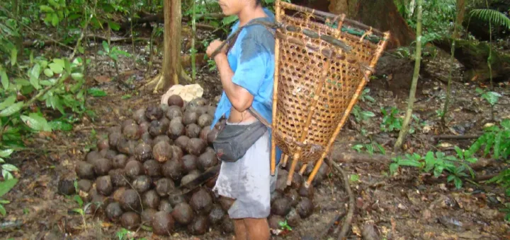 Extrativista na Reserva Extrativista Riozinho do Anfrísio, na Terra do Meio, Xingu/Pará, com o jamanxim (cesto de transporte) após a coleta dos ouriços. A árdua jornada da castanha começa aqui. Foto: Flávio Barros.