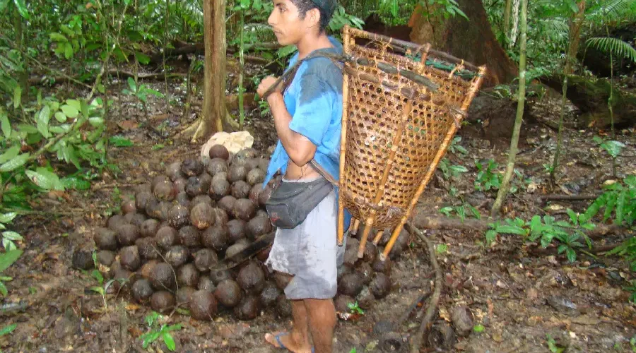 Extrativista na Reserva Extrativista Riozinho do Anfrísio, na Terra do Meio, Xingu/Pará, com o jamanxim (cesto de transporte) após a coleta dos ouriços. A árdua jornada da castanha começa aqui. Foto: Flávio Barros.