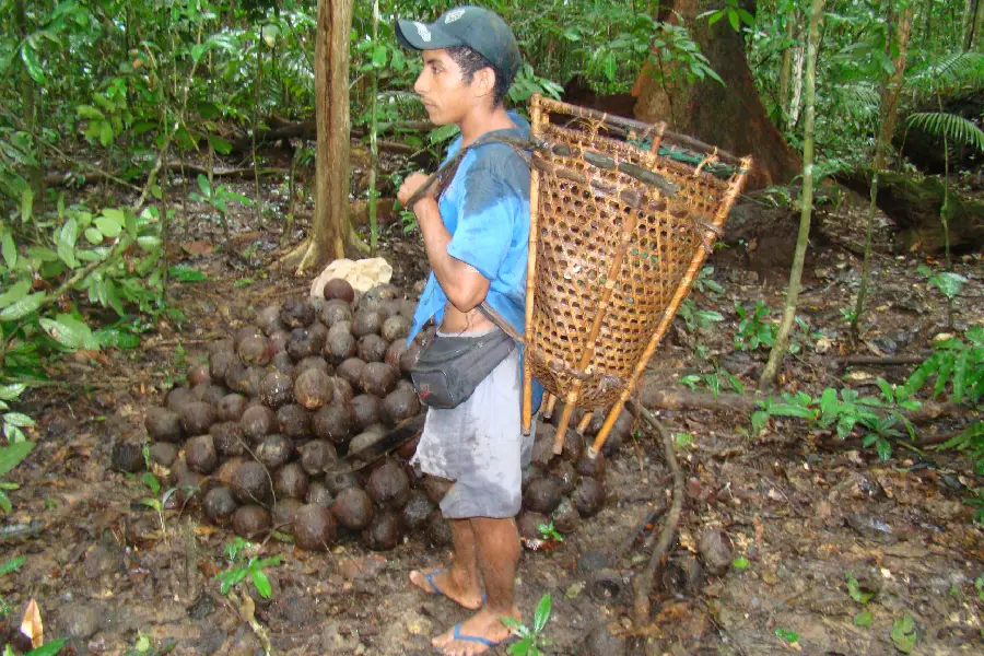 Extrativista na Reserva Extrativista Riozinho do Anfrísio, na Terra do Meio, Xingu/Pará, com o jamanxim (cesto de transporte) após a coleta dos ouriços. A árdua jornada da castanha começa aqui. Foto: Flávio Barros.