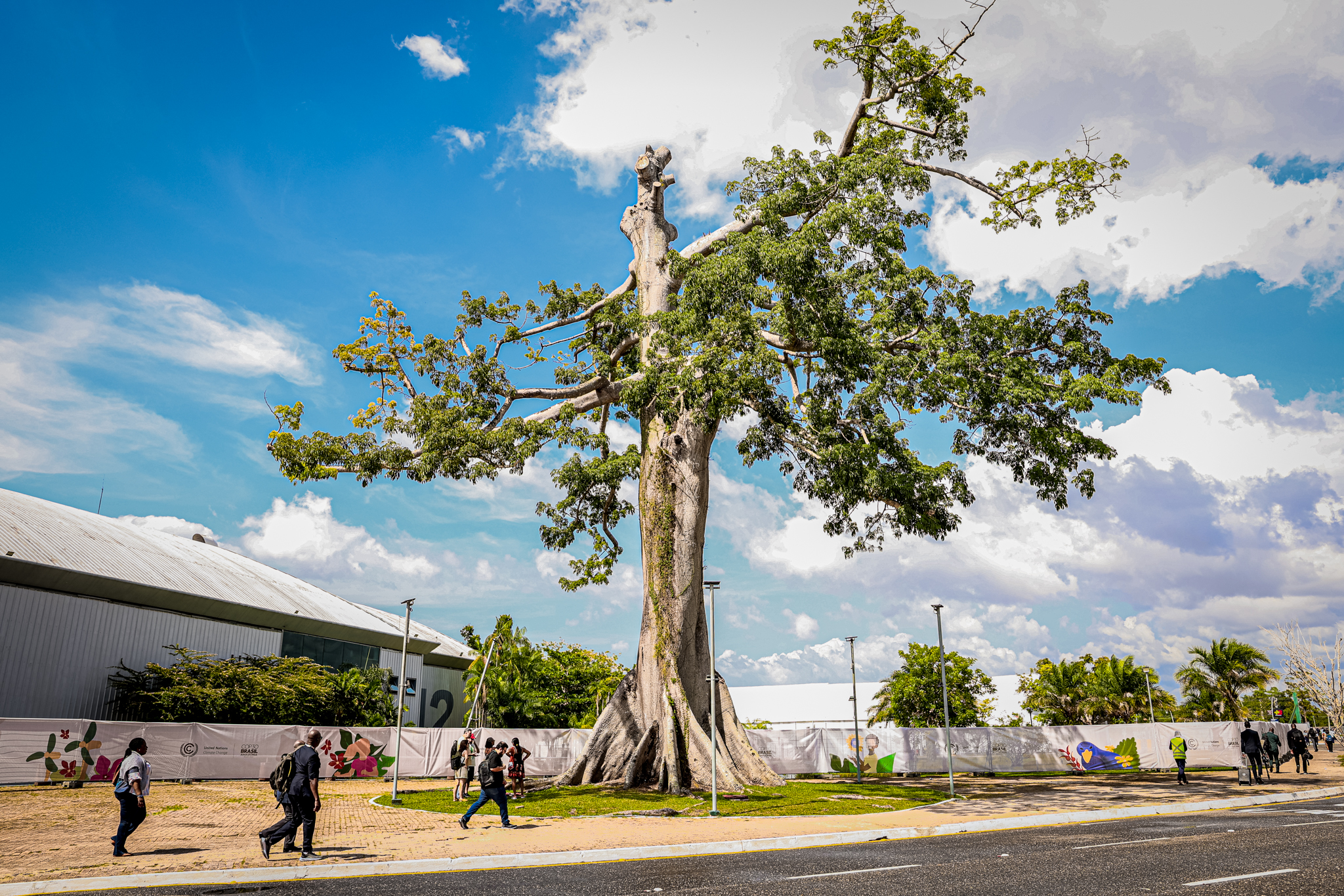 Samaúma do Hangar, onde ocorreu a COP30. Foto: Khumta Suya/SUMAÚMA
