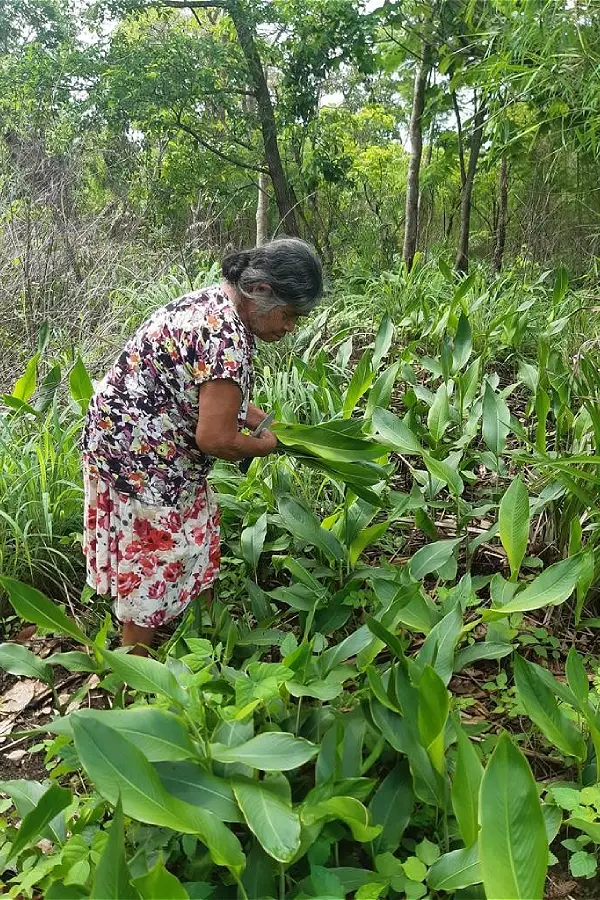 Pizadi Xerente em um momento de saber ancestral: a escolha cuidadosa das folhas, uma etapa essencial para o preparo do Nozãkubu (bolo de milho). Foto: Luana Oliveira.
