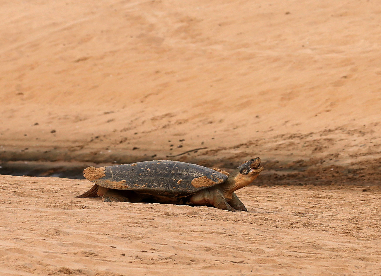 nimble_asset_9Edmar-BarrosMarcos-Colon-v2