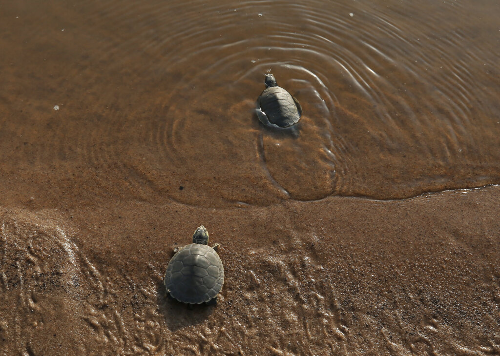 nimble_asset_EEBF0432