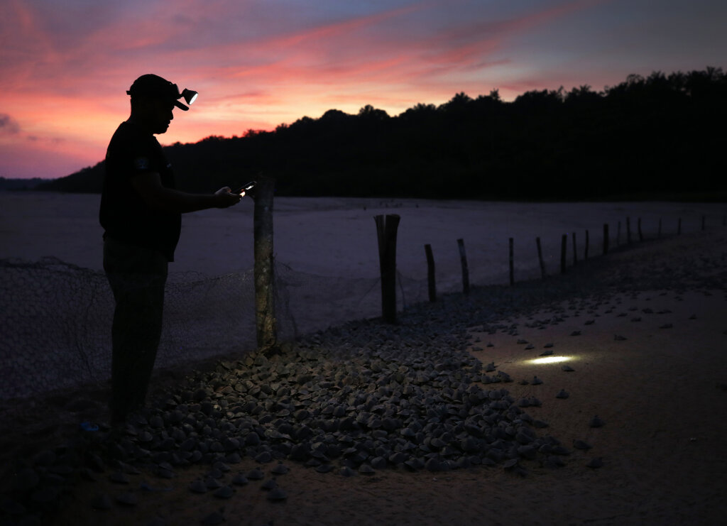 Um agente ambiental do ICMBio, faz fotos de filhotes de tartaruga-da-amazônia recém-nascidos, na Reserva Biológica do Abufari, em Tapauá (AM), 17 de novembro de 2025.