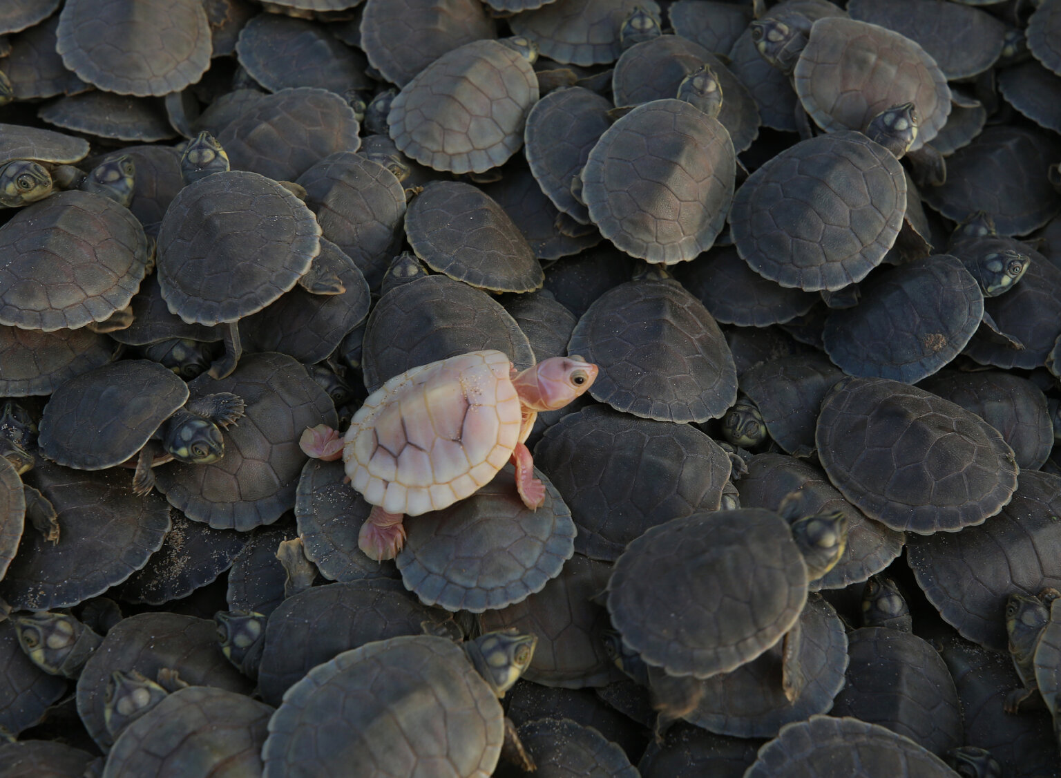 nimble_asset_EEBF9495