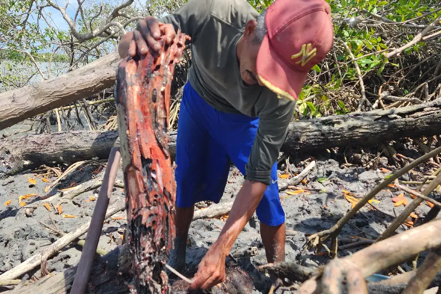A análise da madeira caída para localizar o habitat do molusco. 'Quando vejo uma torra de mangue velha, se tiver de cor um pouco vermelha, pode meter o machado', ensina Baruque. Foto: Miguel Picanço/Amazônia Latitude.