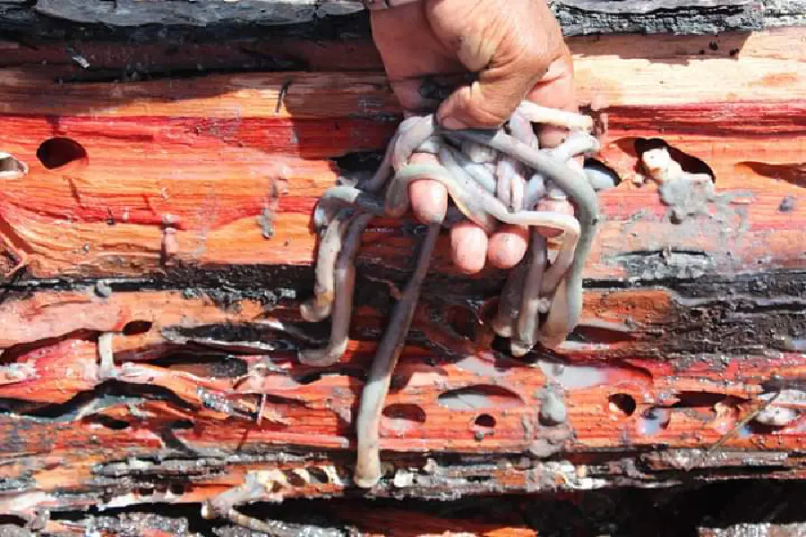 A imagem revela o invertebrado que habita o centro das cosmologias da Amazônia Atlântica, unindo o saber indígena ao cotidiano dos pescadores paraenses. Foto: Miguel Picanço/Amazônia Latitude.