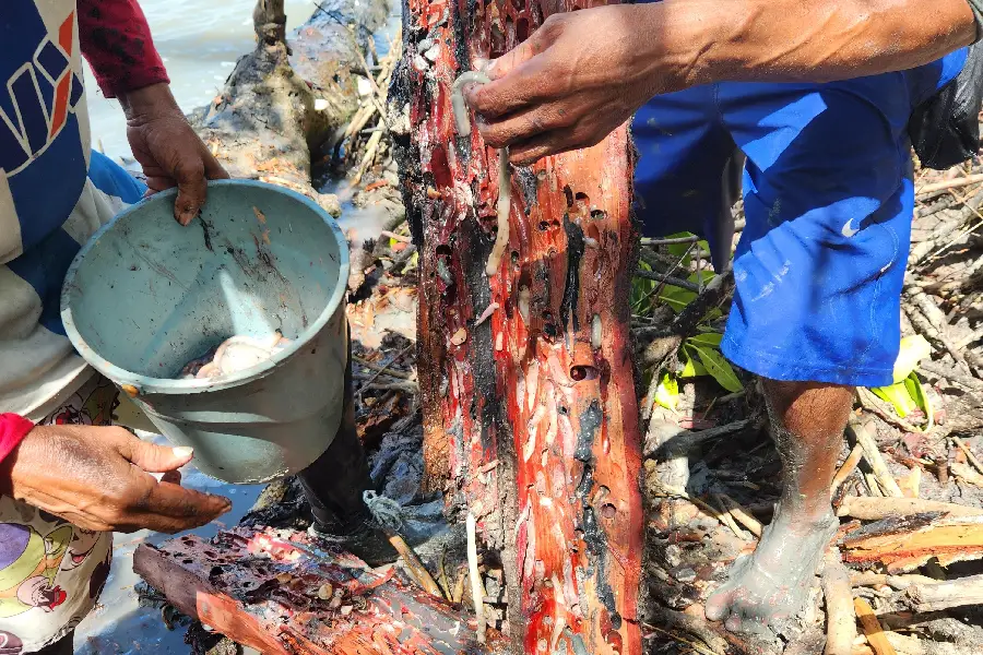 A técnica de retirar o molusco sem despedaçá-lo é essencial para preservar suas propriedades curativas e nutricionais. Foto: Miguel Picanço/Amazônia Latitude.