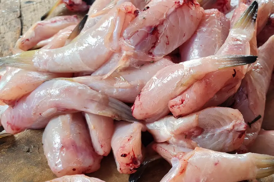Após o manejo cuidadoso, a carne revela-se pronta. O processo desmistifica o medo e reafirma a soberania dos saberes tradicionais sobre os perigos do rio. Foto: Miguel Picanço/Amazônia Latitude.