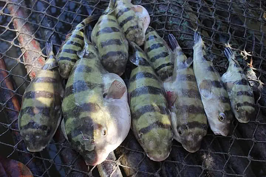 O baiacu (Tetraodontidae) capturado em Araí. Na Amazônia Atlântica, o peixe que alimenta é o mesmo que exige uma técnica cirúrgica para não se tornar letal. Foto: Miguel Picanço/Amazônia Latitude.