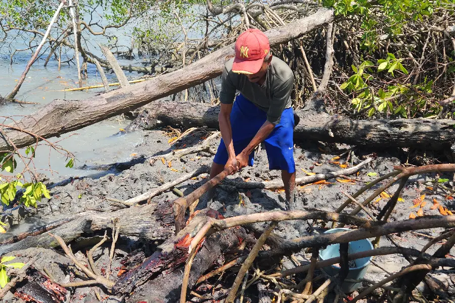 O machado é utilizado para abrir troncos em decomposição. Este saber não é abstrato, mas emerge do engajamento sensorial e prático com a paisagem. Foto: Miguel Picanço/Amazônia Latitude.