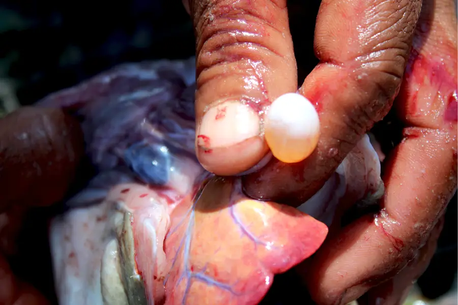 O perigo em repouso. Na Amazônia Atlântica, a abundância do baiacu convive com o silêncio do veneno. Foto: Miguel Picanço/Amazônia Latitude.