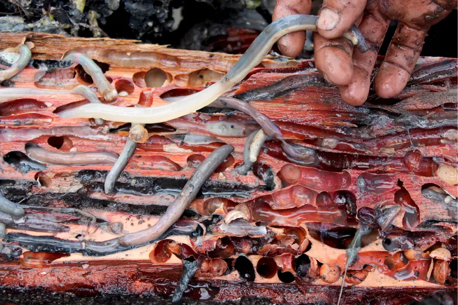 O turu (Teredo navalis), invertebrado bivalve que habita o interior dos troncos de mangue. Para quem é de fora, a aparência causa estranheza; para o araiense, é a 'sustança'. Foto: Miguel Picanço/Amazônia Latitude.