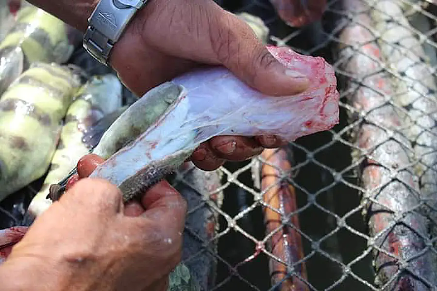 Técnica e precisão: o manuseio cuidadoso para a retirada da glândula de veneno do baiacu. Foto: Miguel Picanço/Amazônia Latitude.