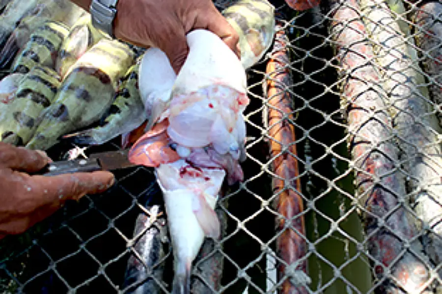 Um saber que separa a vida da morte. O preparo do peixe é um ritual de conhecimento prático que torna a iguaria própria para o consumo humano. Foto: Miguel Picanço/Amazônia Latitude.