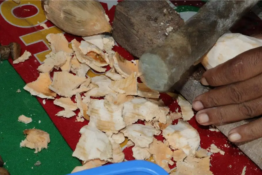 A elaboração de protocolos bioculturais busca proteger técnicas como a separação manual do mesocarpo, garantindo que o conhecimento tradicional seja respeitado e valorizado frente a grandes empreendimentos. Foto: Bernardo Tomchinsky/Amazônia Latitude