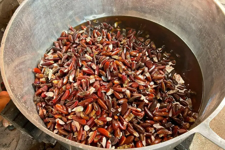 O azeite que ferve na panela é a prova da resistência: enquanto a economia neoextrativista enxerga o babaçual como um entrave ao pasto e à monocultura, as quebradeiras transformam o fruto em autonomia alimentar e econômica. Foto: Bernardo Tomchinsky/Amazônia Latitude.