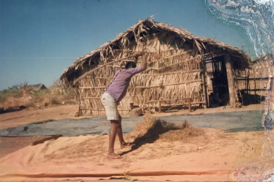 A terra que produz: Raimundo Tibúrcio batendo arroz em 1997, durante um dos primeiros períodos de produção da Vila Velha. O registro simboliza a retomada da autonomia alimentar das famílias assentadas. Foto: Acervo Assentamento Califórnia.