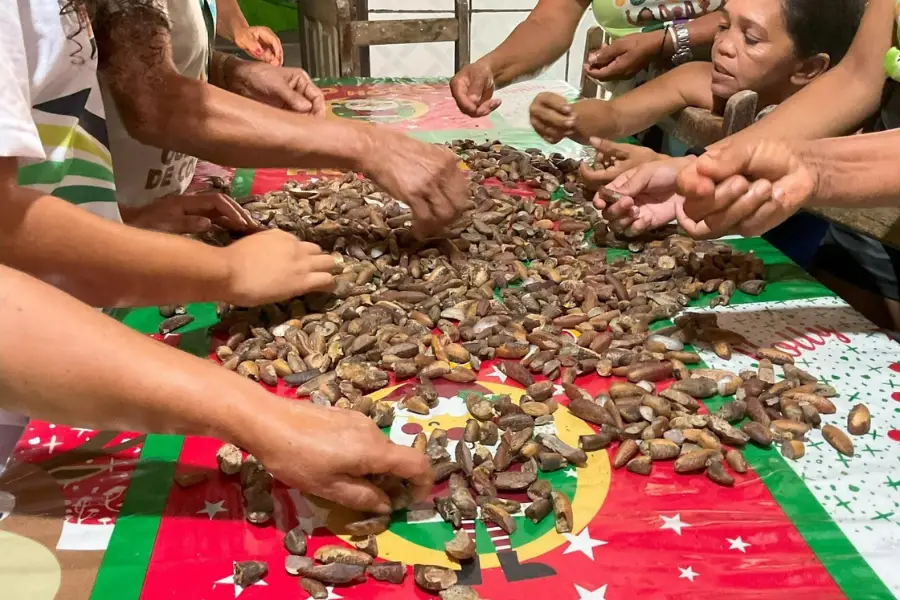 Após a quebra, as amêndoas são lavadas e selecionadas manualmente para garantir a qualidade do óleo extraído. Foto: Bernardo Tomchinsky/Amazônia Latitude.