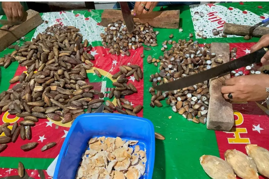 Contra o preconceito, a excelência: a seleção rigorosa das amêndoas garante a qualidade dos derivados que buscam espaço nas mesas e nas políticas de alimentação escolar. Foto: Bernardo Tomchinsky/Amazônia Latitude.