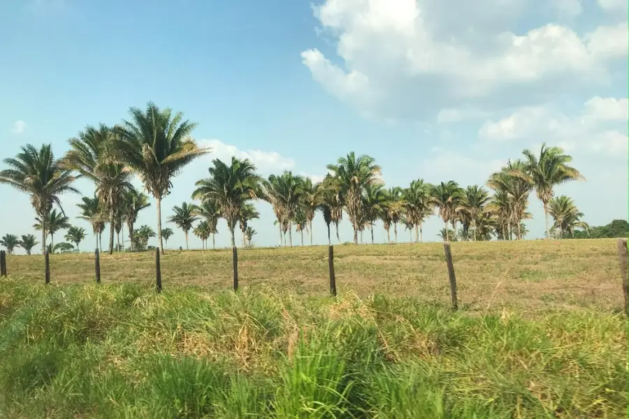 Frequentemente, as palmeiras estão dentro de áreas privadas e pastagens, exigindo que as mulheres percorram longas distâncias para a coleta. Foto: Bernardo Tomchinsky/Amazônia Latitude.