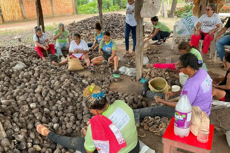 O trabalho de quebra costuma acontecer em mutirões, momentos fundamentais para a troca de conhecimentos e o fortalecimento de vínculos sociais. Foto: Bernardo Tomchinsky/Amazônia Latitude.