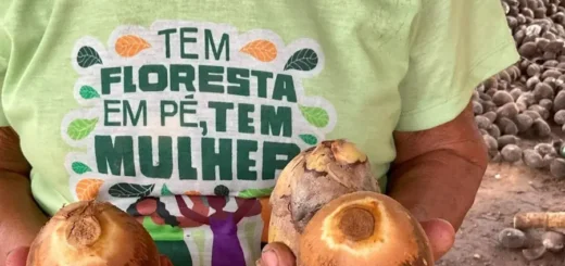 Para as quebradeiras de coco-babaçu, o fruto é a 'palmeira mãe' que garante a autonomia de seus corpos e territórios. Defender o livre acesso aos babaçuais é assegurar que a floresta permaneça em pé e que a vida tradicional resista ao avanço dos cercamentos. Foto: Bernardo Tomchinsky/Amazônia Latitude.