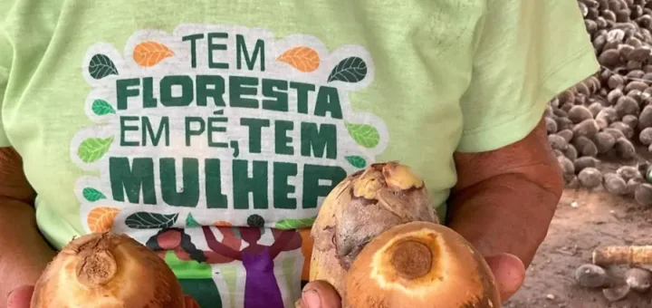 Para as quebradeiras de coco-babaçu, o fruto é a 'palmeira mãe' que garante a autonomia de seus corpos e territórios. Defender o livre acesso aos babaçuais é assegurar que a floresta permaneça em pé e que a vida tradicional resista ao avanço dos cercamentos. Foto: Bernardo Tomchinsky/Amazônia Latitude.