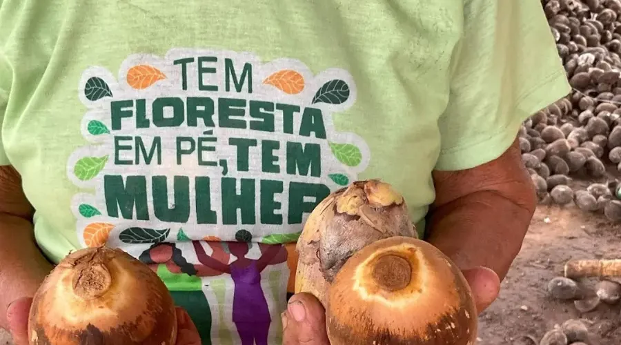 Para as quebradeiras de coco-babaçu, o fruto é a 'palmeira mãe' que garante a autonomia de seus corpos e territórios. Defender o livre acesso aos babaçuais é assegurar que a floresta permaneça em pé e que a vida tradicional resista ao avanço dos cercamentos. Foto: Bernardo Tomchinsky/Amazônia Latitude.