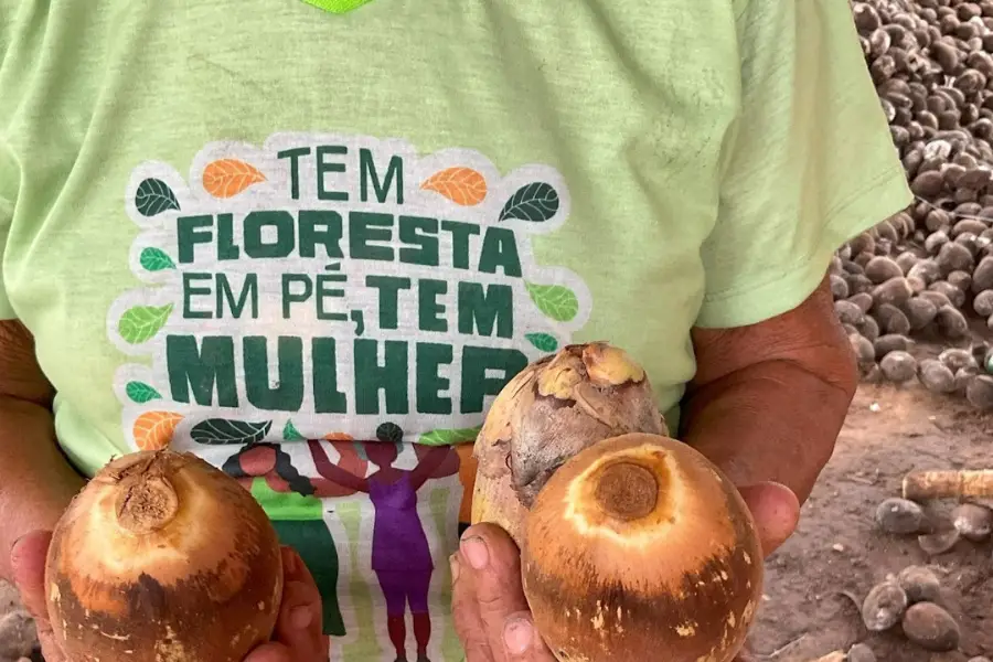 Para as quebradeiras de coco-babaçu, o fruto é a 'palmeira mãe' que garante a autonomia de seus corpos e territórios. Defender o livre acesso aos babaçuais é assegurar que a floresta permaneça em pé e que a vida tradicional resista ao avanço dos cercamentos. Foto: Bernardo Tomchinsky/Amazônia Latitude.