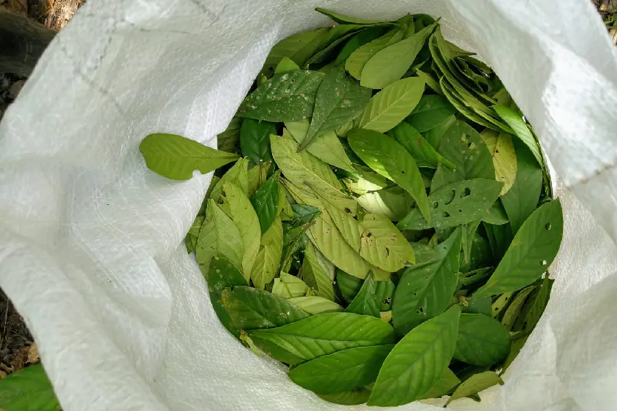 A colheita da Rainha (Psychotria viridis): saberes botânicos integrados à ritualística espiritual. Foto: Juliana Paula/Amazônia Latitude.