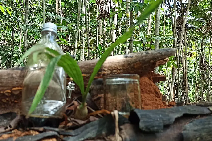 Ciência comunitária: a transformação de plantas em medicamentos fitoterápicos garante a autonomia em saúde na Vila Céu do Mapiá. Foto: Juliana Paula/Amazônia Latitude.