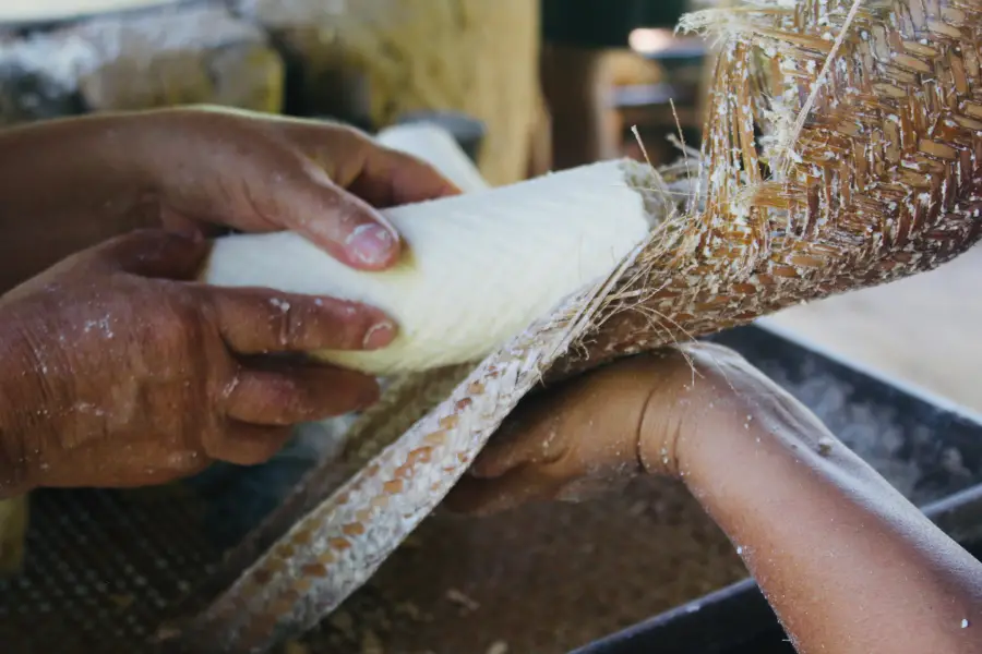 Engenharia ancestral: o tipiti em uso para a extração do tucupi, uma das tecnologias de vida legadas pelos povos originários. Foto: Miguel Picanço/Amazônia Latitude.