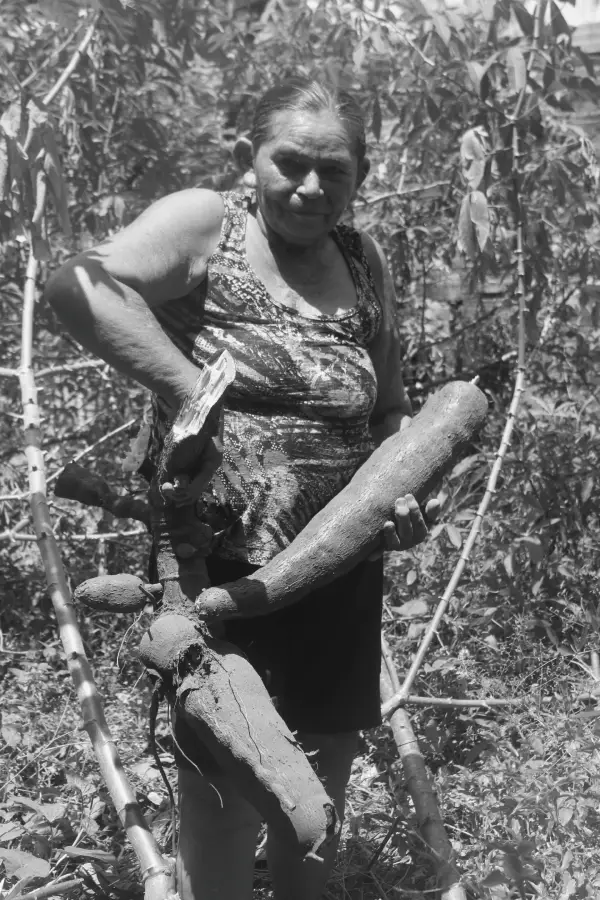 "Há raízes que sustentam o mundo": a celebração da mandioca como uma homenagem à permanência e à vida. Foto: Miguel Picanço/Amazônia Latitude.